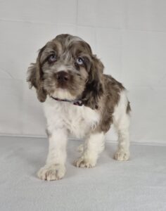 Cockapoo puppy