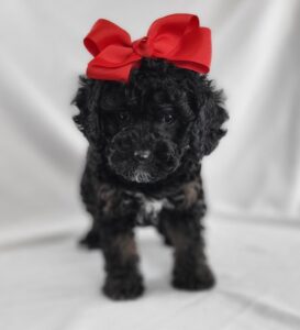Cockapoo puppy