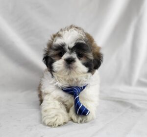 Shih Tzu puppy