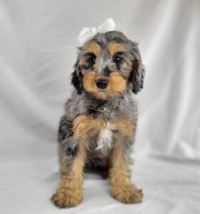 Cockapoo puppy