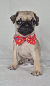 Pug puppy