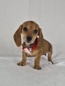 Miniature Dachshund puppy