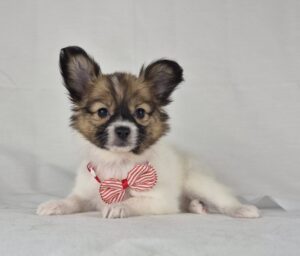 Papillon puppy