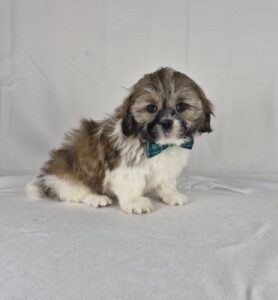 Shih Tzu puppy
