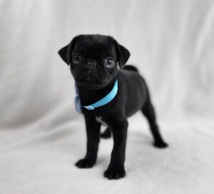 Pug puppy