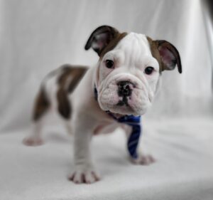 English Bulldog puppy