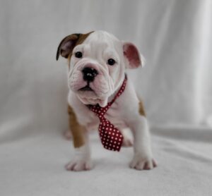 English Bulldog puppy