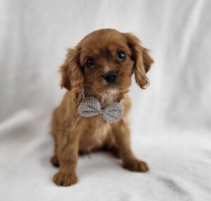 Cavalier King Charles Spaniel puppy