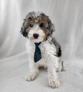 Miniature Aussiedoodle puppy