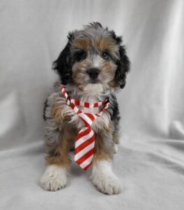 Miniature Aussiedoodle puppy