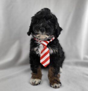 Miniature Bernadoodle puppy