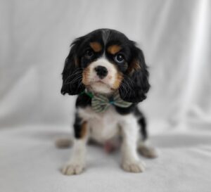 Cavalier King Charles Spaniel puppy