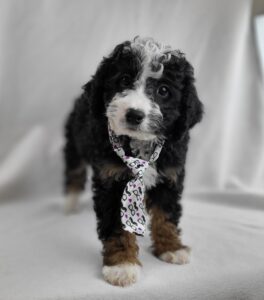 Miniature Bernadoodle puppy