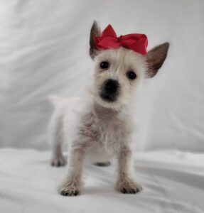 West Highland White Terrier puppy