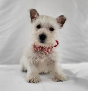 West Highland White Terrier puppy