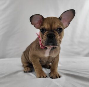 French Bulldog puppy