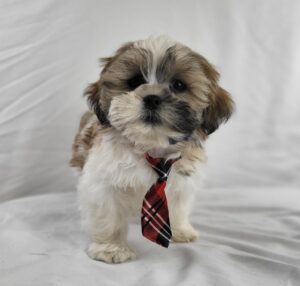 Lhasa Apso puppy