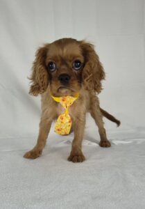 Cavalier King Charles Spaniel puppy
