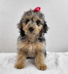 Cockapoo puppy