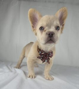 French Bulldog puppy