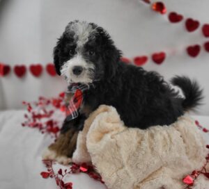Miniature Bernadoodle puppy
