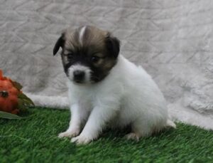 Papillon puppy
