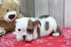 English Bulldog puppy