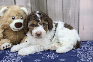 Miniature Aussiedoodle puppy