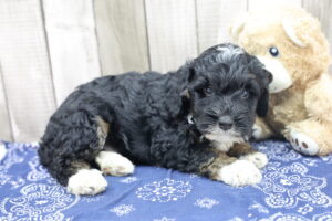 Miniature Bernadoodle puppy