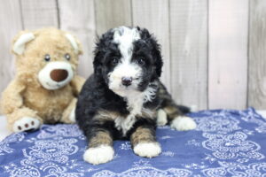 Miniature Bernadoodle puppy