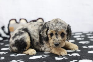 Cockapoo puppy