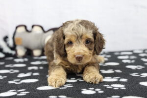 Cockapoo puppy
