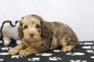 Cockapoo puppy