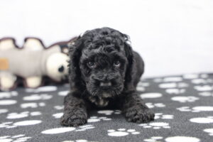 Cockapoo puppy