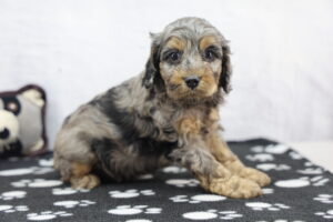 Cockapoo puppy