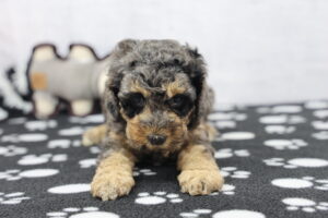 Cockapoo puppy