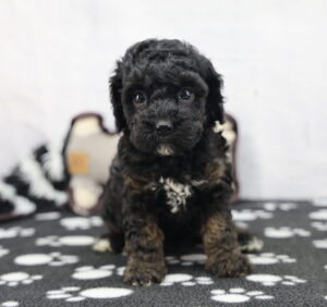 Cockapoo puppy