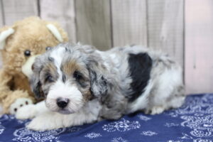 Miniature Aussiedoodle puppy