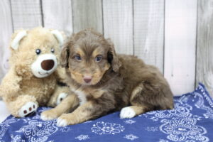Miniature Aussiedoodle puppy