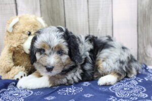 Miniature Aussiedoodle puppy