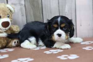 Cavalier King Charles Spaniel puppy