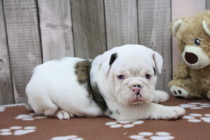 Victorian Bulldog puppy