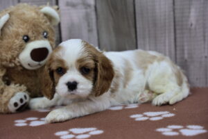 Cavalier King Charles Spaniel puppy