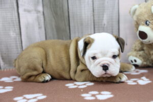 Victorian Bulldog puppy