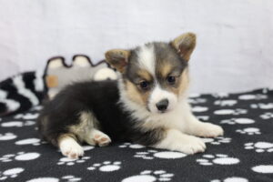 Pembroke Welsh Corgi puppy