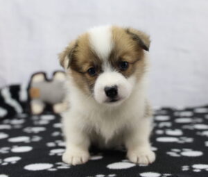 Pembroke Welsh Corgi puppy