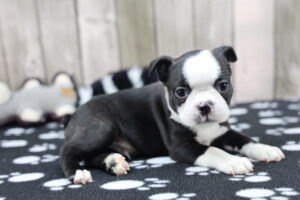 Boston Terrier puppy