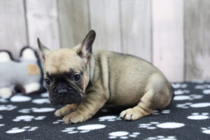 French Bulldog puppy