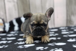 French Bulldog puppy