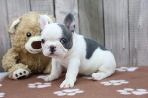 French Bulldog puppy